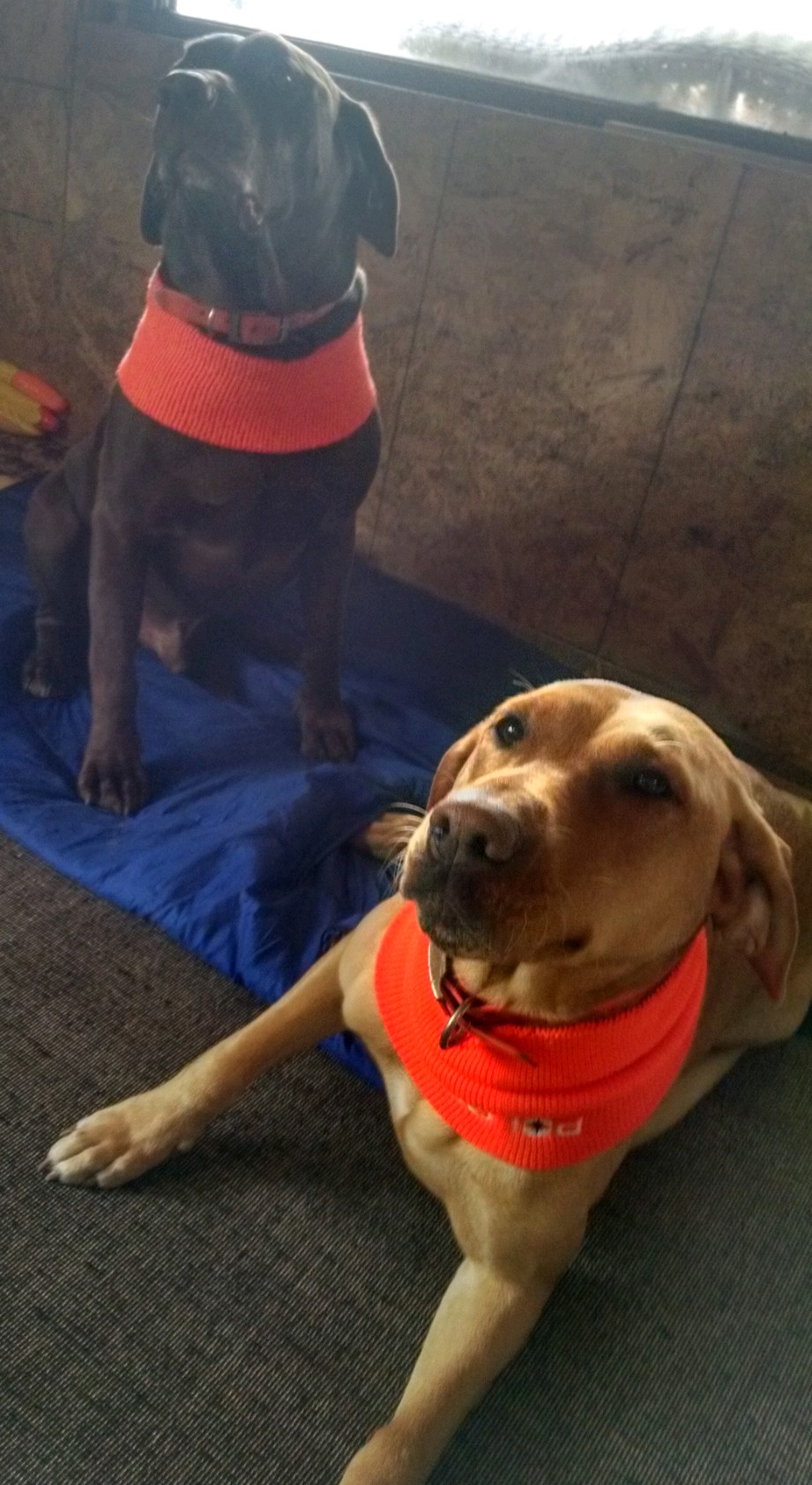 Boone (Chocolate) Benelli (Yellow)